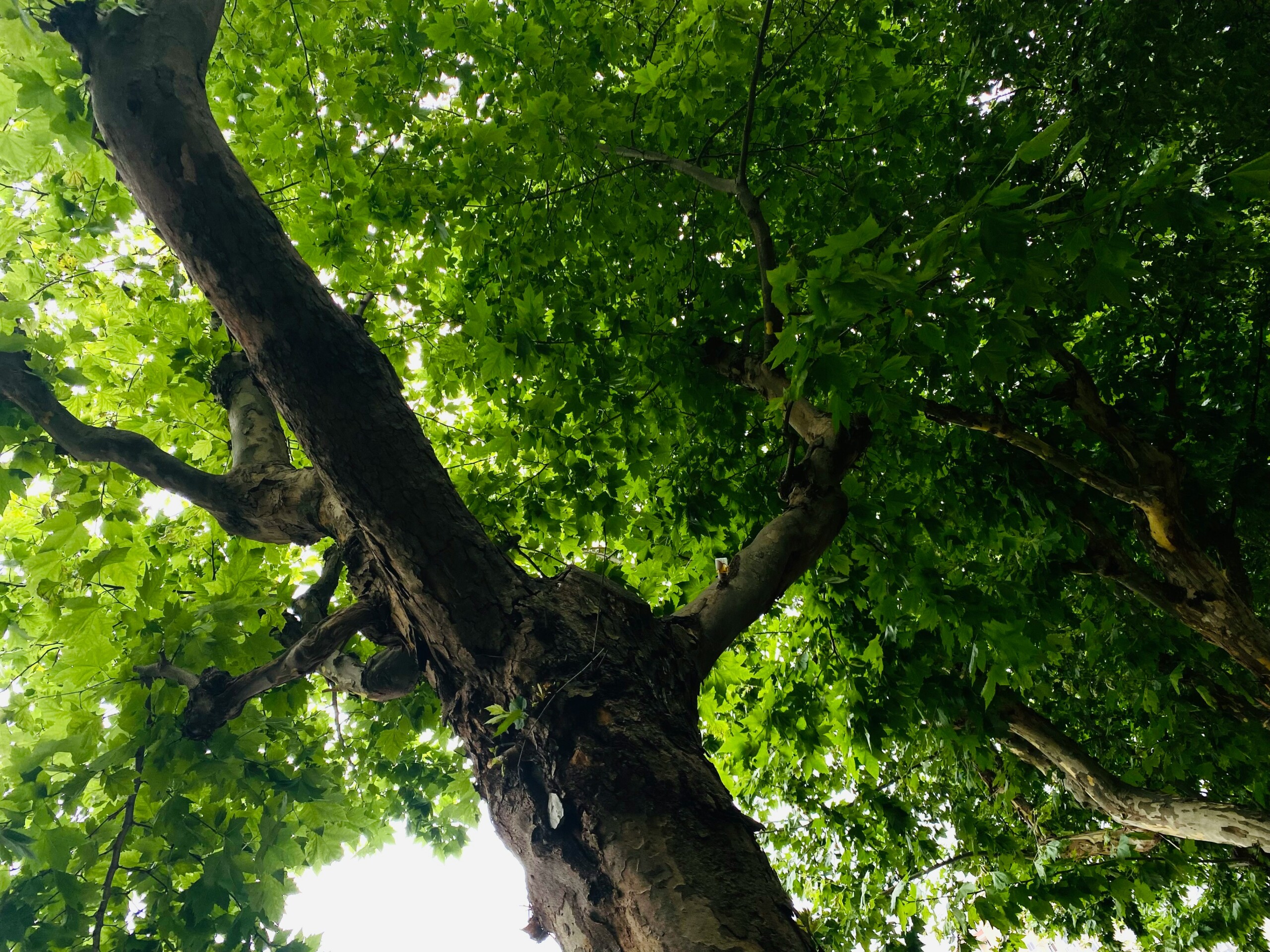 Les platanes rafraîchissent les villes même en cas de chaleur extrême