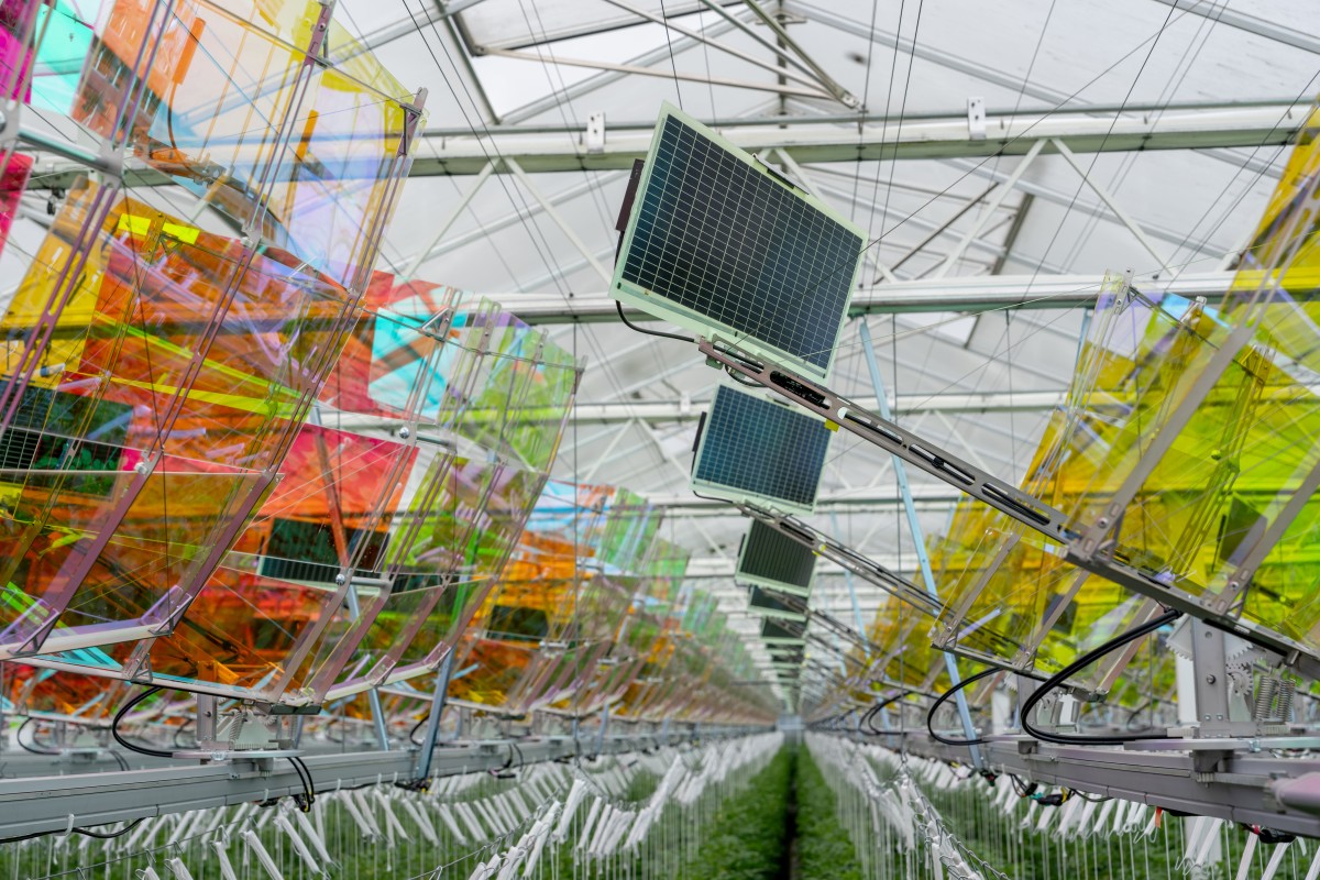 Pionierprojekt: Gewächshaus-Solaranlage nutzt Licht doppelt